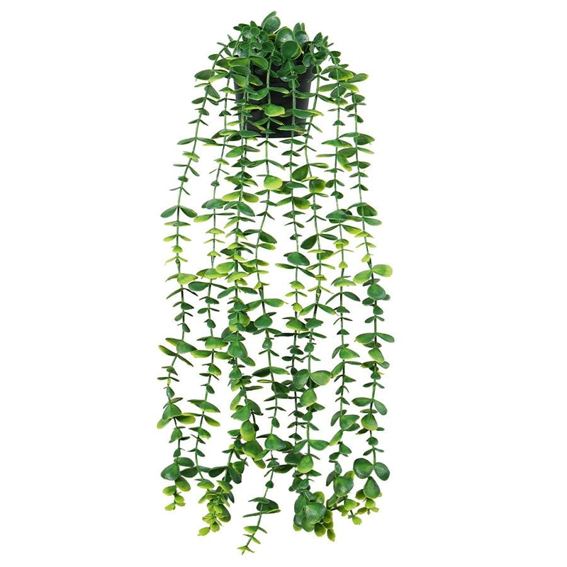 Hanging Eucalyptus in Pot 70cm Dark Green