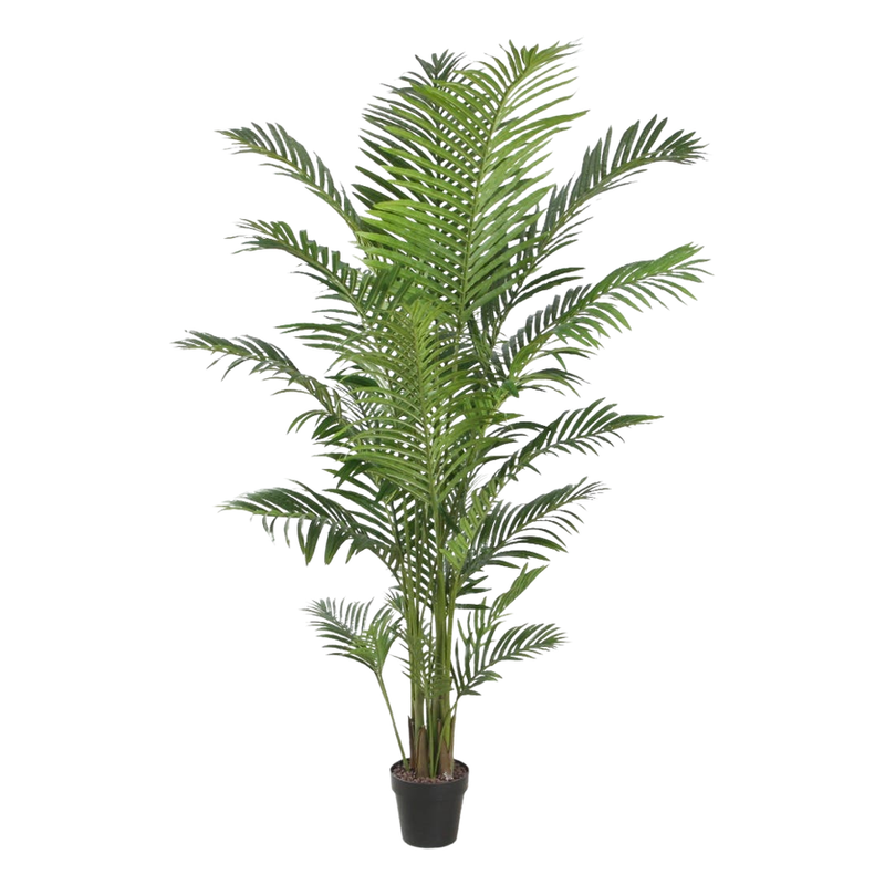 Areca Palm 1.9m with Pot