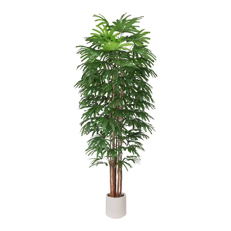 Rhapis Palm 2.6m