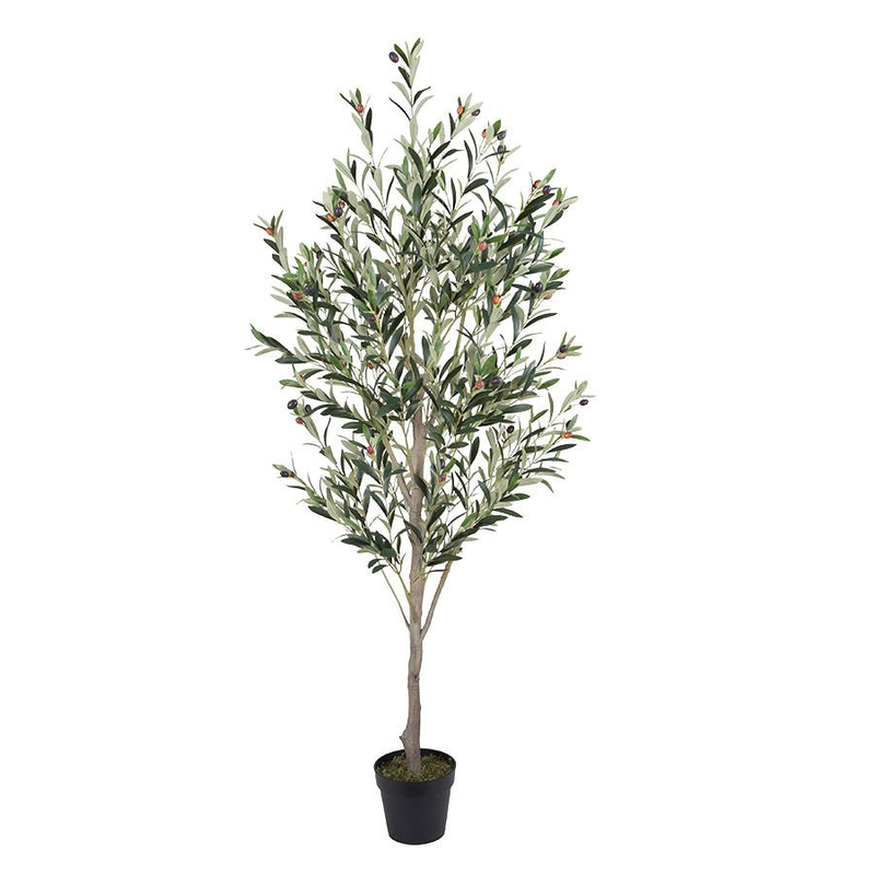Olive Tree in Pot 180cm