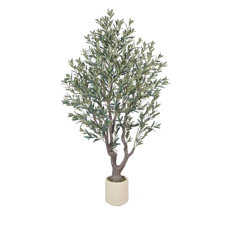 Olive Tree 2.25m  Cream Pot No Olives